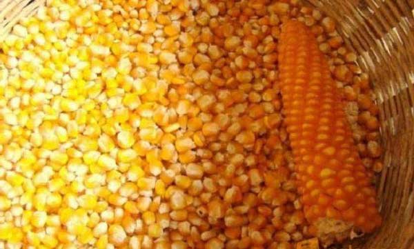 jual jagung pipil jember