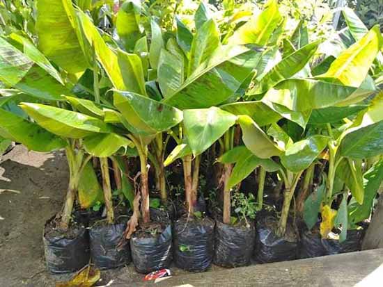 supplier bibit pisang kavendish jember