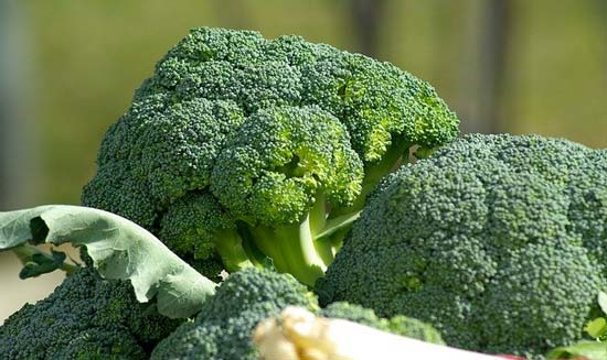 supplier brokoli jember